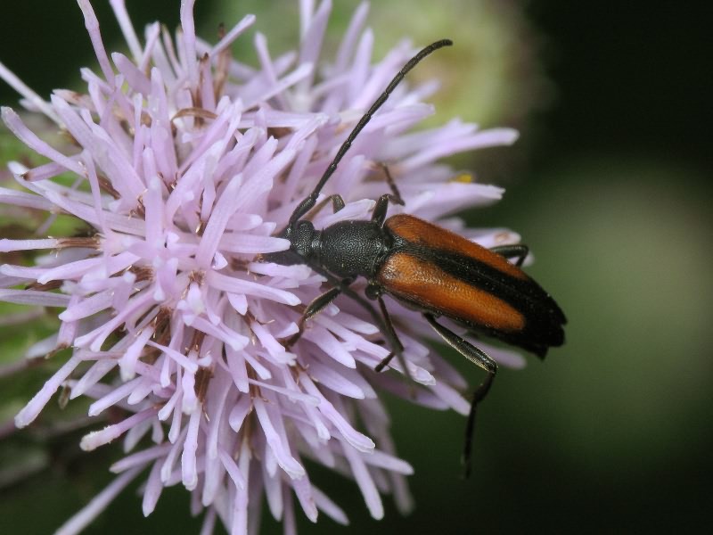 Stenurella melanura (Linnaeus, 1758)